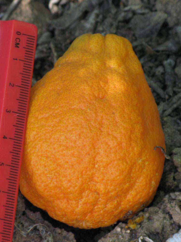            Fruit of  Citrus reticulata   var.    austera   x  Poncirus trifoliata           (Citrandarin, Riverside, CA)   